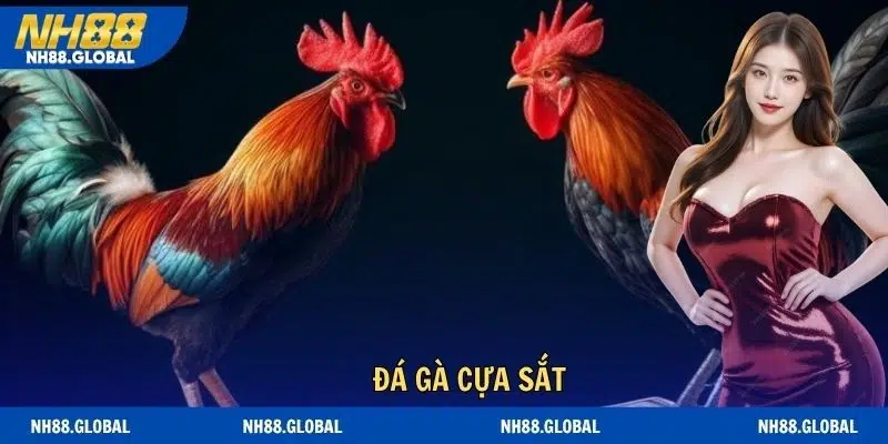 Đá Gà Cựa Sắt - Xu Hướng Cá Cược Đẳng Cấp Nhất Năm 2026