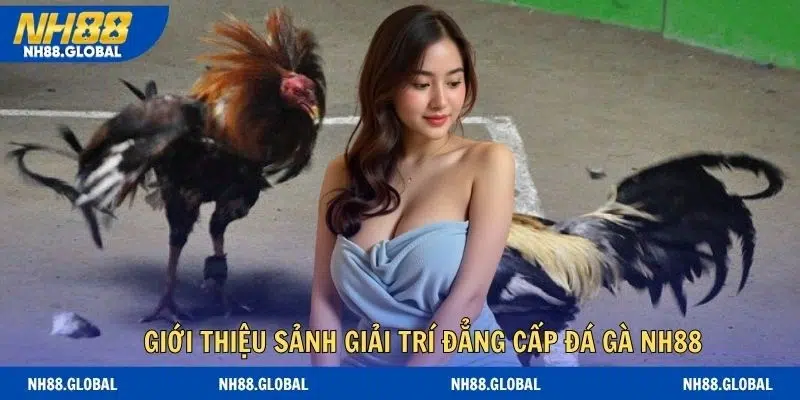 Giới thiệu sảnh giải trí đẳng cấp đá gà NH88