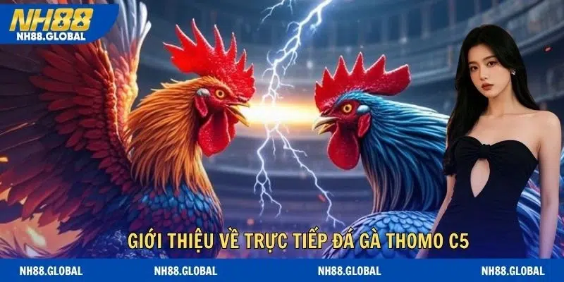 Giới thiệu về trực tiếp đá gà thomo c5 cho hội viên mới