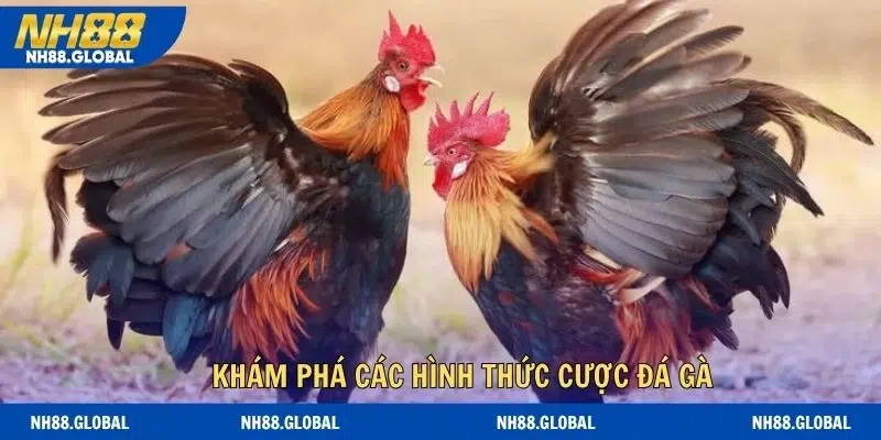 Khám phá các hình thức cược đá gà siêu thú vị