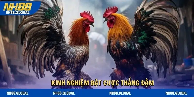Kinh nghiệm đặt cược thắng đậm cho newbie