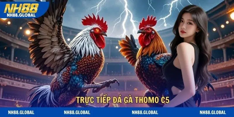 Trực Tiếp Đá Gà Thomo C5 - Trải Nghiệm Đấu Trường Rực Lửa