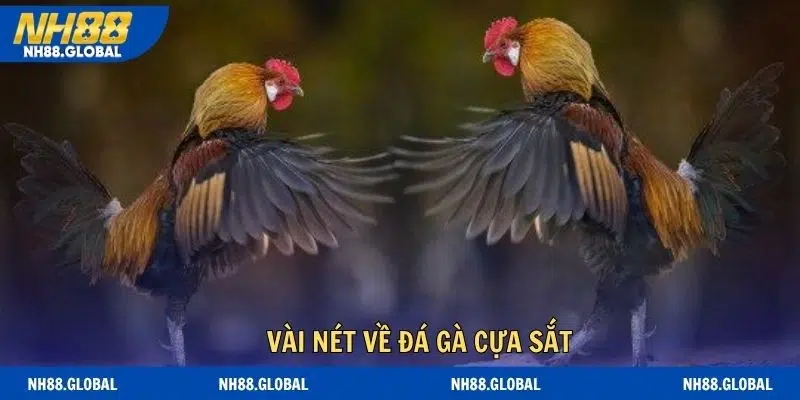 Vài nét về đá gà cựa sắt siêu hot 2026
